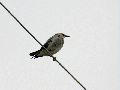 Silky starling